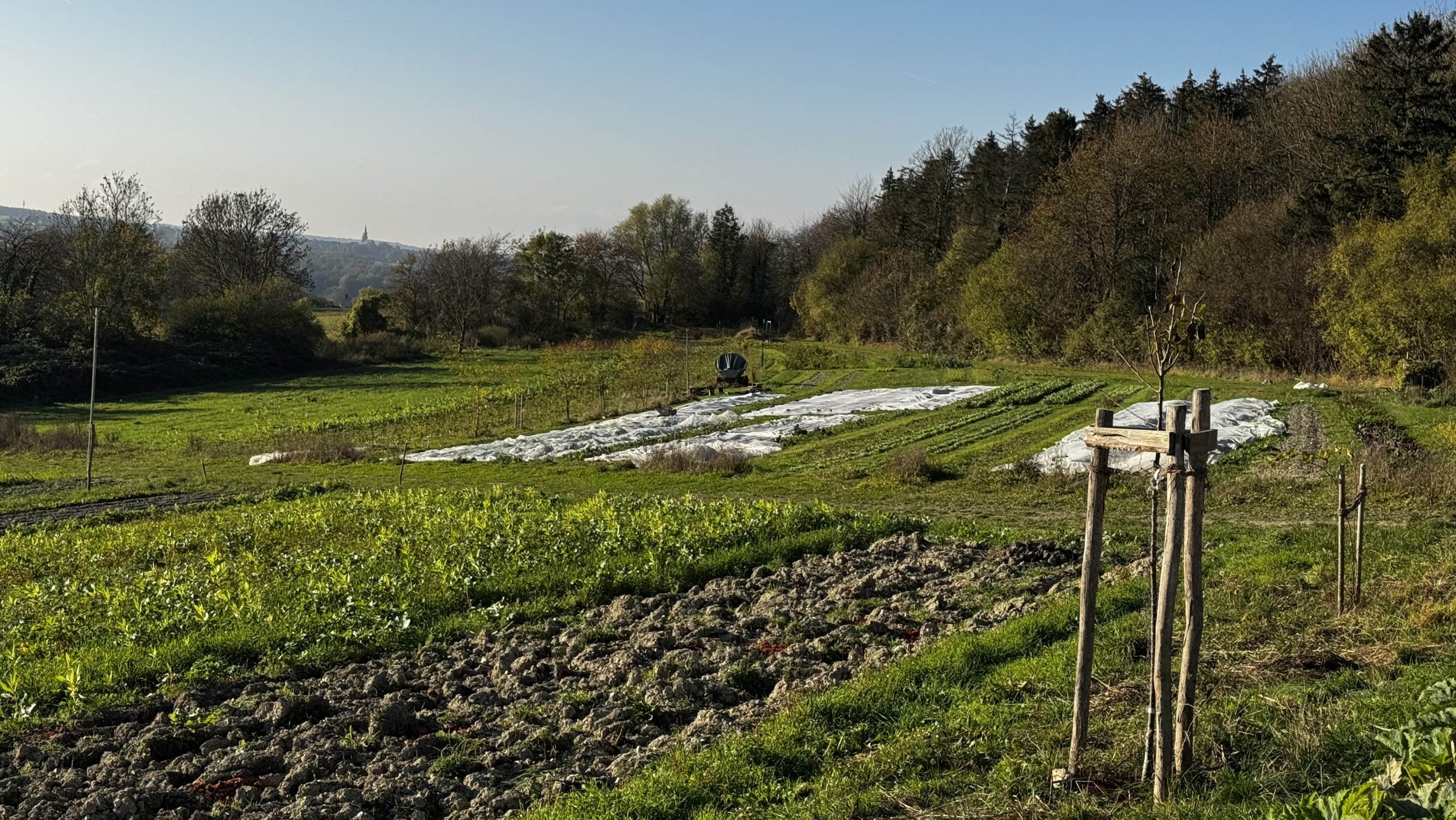 SOLAWI. „Tag der Offenen Tür auf dem Acker“.