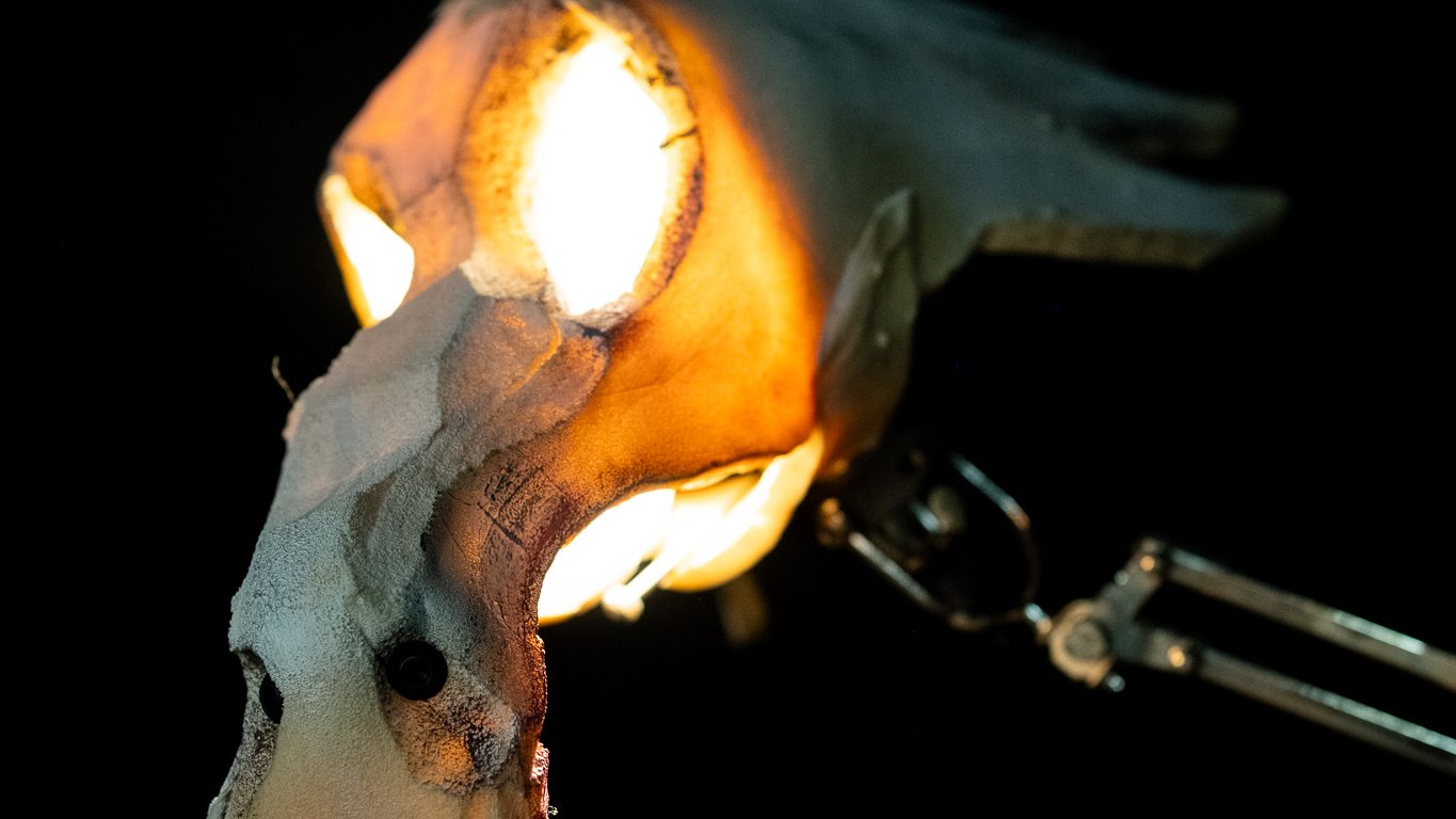 Windsbraut (C) Veranstalter