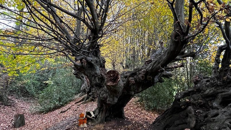 Dämmerungswanderung (C) Veranstalter